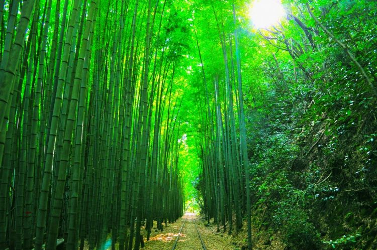 Jalur ini membawa pengunjung ke hutan bamb, tempat foto paling terkenal di Jalur lama Kurayoshi