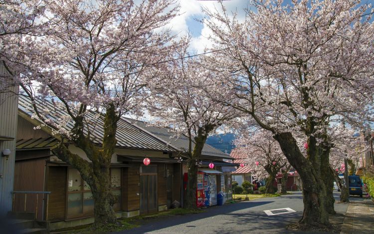Pohon Sakura di Jalur tua Kurayoshi.