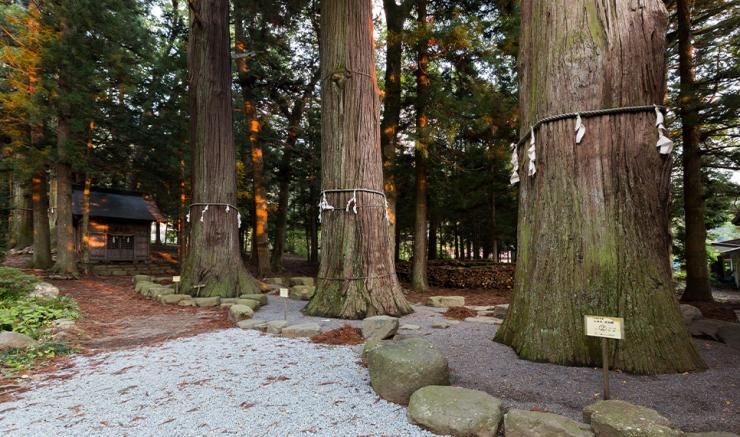 7 pohon aras yang disucikan di sekitaran kuil (Yamanashi Kankou).