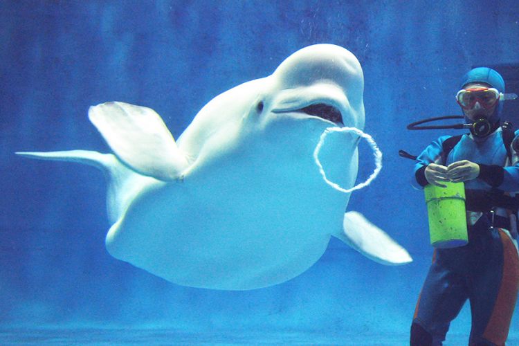 Atraksi paus Beluga yang jadi daya tarik utama Shimane Aquas Aquarium (aquas.or.jp).