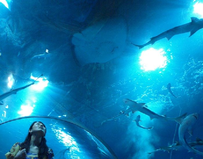 Terowongan akuarium yang dipenuhi Hiu (Shimane Official Tourism Guide).