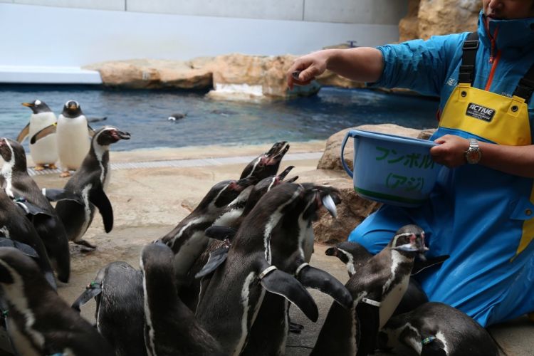 Atraksi memberi makan Penguin (Dive! Hiroshima).