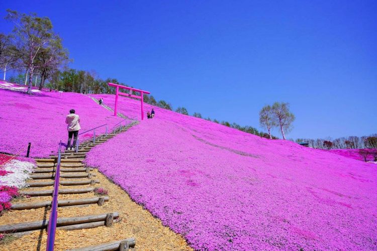 Bunga Shibazakura di tengah lahan seluas 10 km persegi (Zekkei japan).