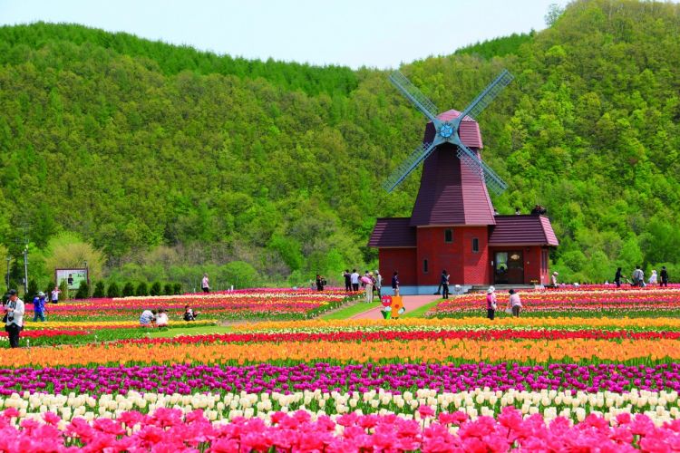 120 varietas tulip membentuk ladang pelang di Kamiyubetsu Tulip Park (Visit Hokkaido).