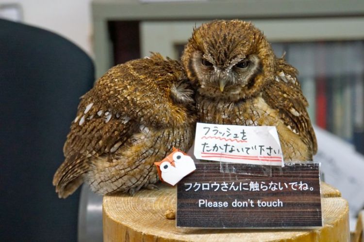Dua ekor burung hantu di Fuji Kachoen Flower and Owl Park (Japan Travel).