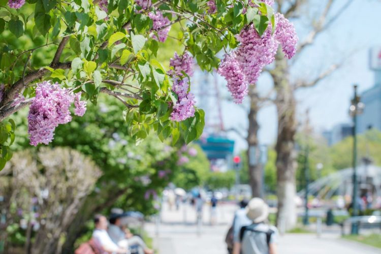 Keindahan bunga lilac di Kawashimo Park (Sapporo Travel).