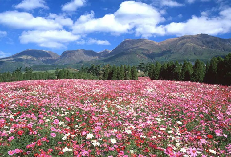 Hamparan bunga dengan pemandangan pegunungan Kuju di belakangnya (Visit Kyushu).