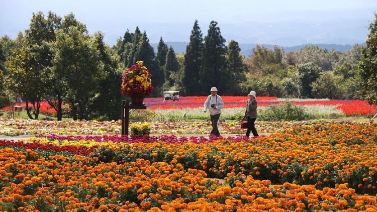 Warna-warni bunga di Taman Bunga Kuju (Japan Guide).