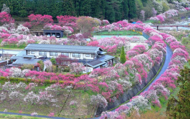 Pemandangan Achi Village saat musim semi (GaijinPot Travel).