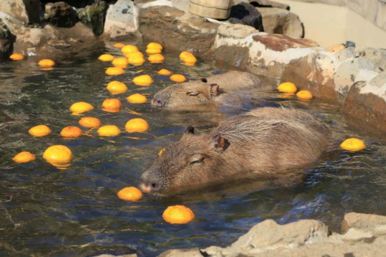 Kapibara yang sedang berendam di onsen Izu Shaboten Zoo (Zekkei Japan).