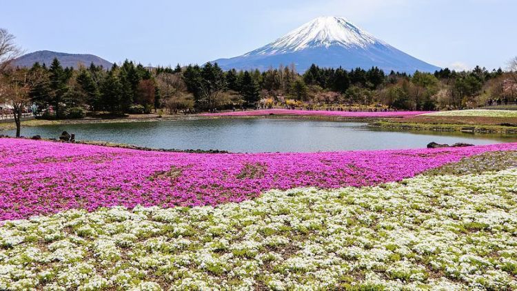 Hamparan keindahan bunga Shibazakura dengan latar Gunungg Fuji (Japan Guide).