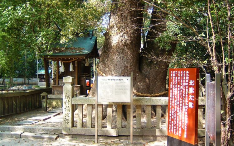 Pohon kamper Meoto no okusu (WikiCommonstalk).