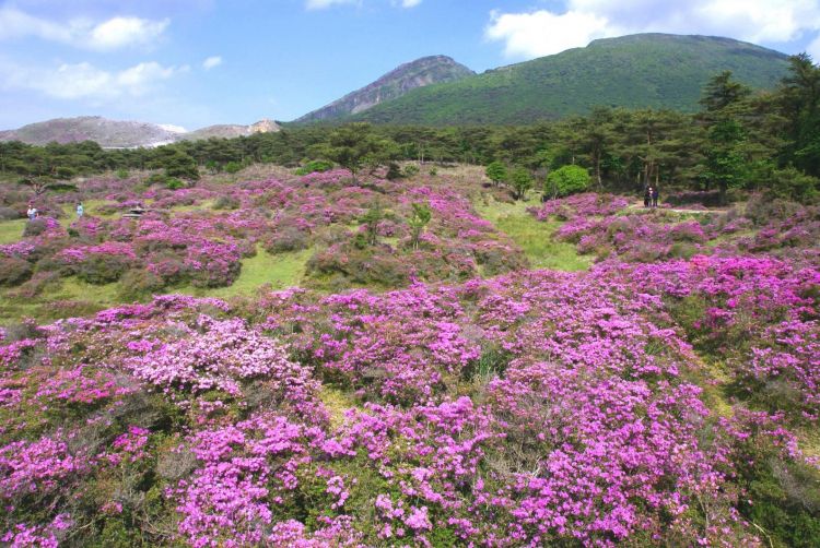 Warna Rhododendron Kiusianum, bunga paling terkenal di Kirishima, yang memenuhi Ebino di musim panas
