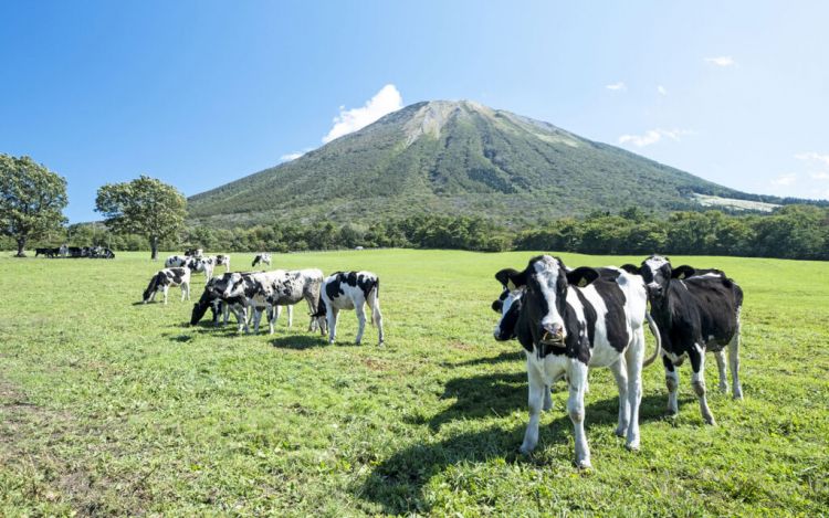 Pemandangan sapi-sapi ternak di kaki Gunung Daisen (IXTA dekoboko)