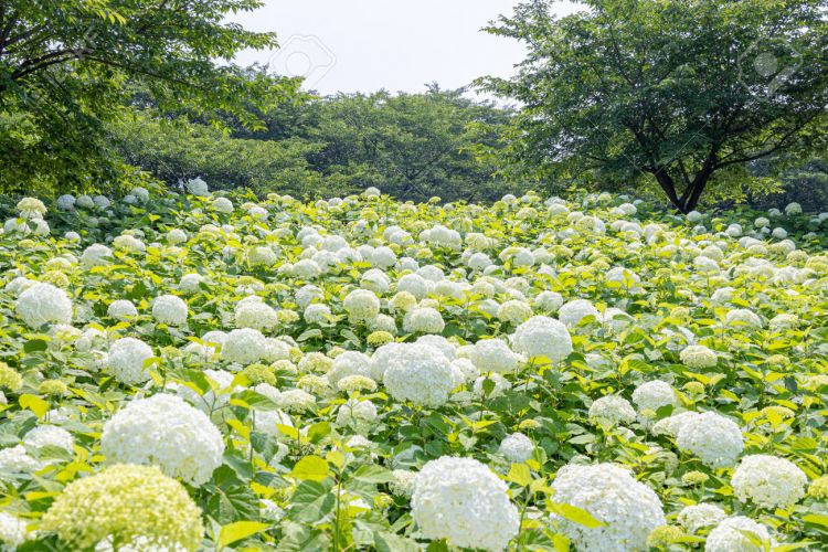 Bunga hydrangea di Gongendo Park Saitama (123RF).