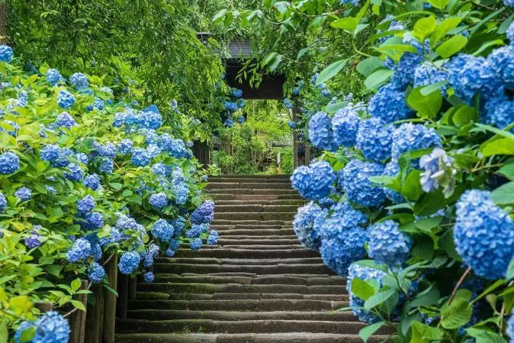 Bunga hydrangea di Kuil Meigetsuin (Pixta).