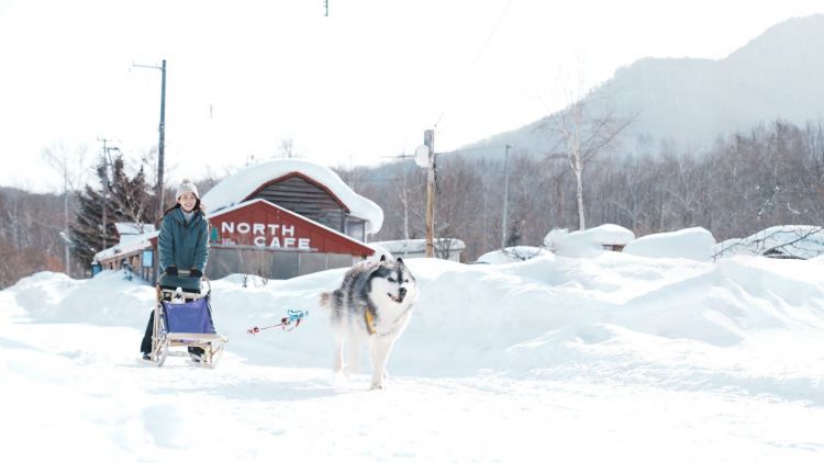Bermain seluncur salju bersama anjing Husky yang menggemaskan