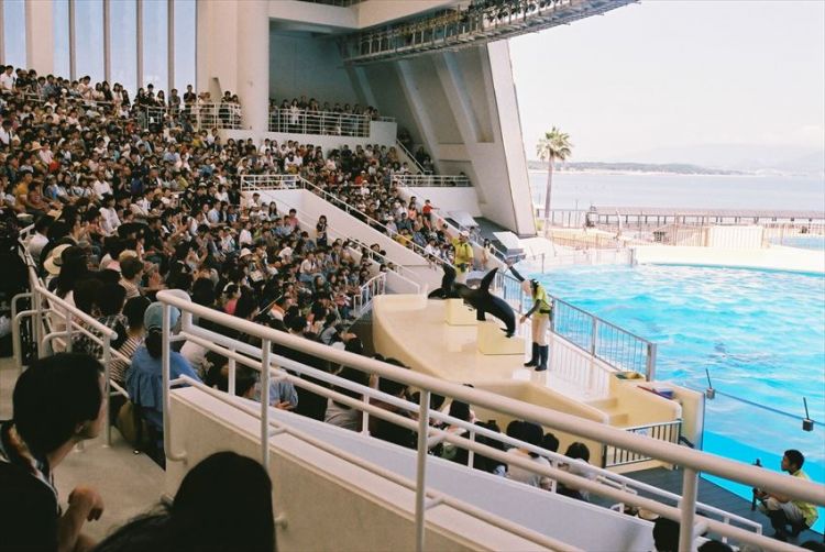 Atraksi lumba-lumba di Marine World (Fun! Japan).