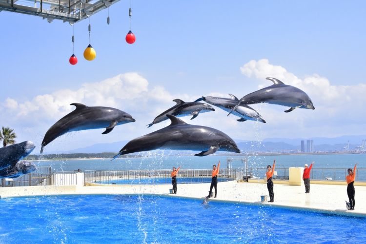 Atraksi lumba-lumba dengan latar Teluk Hakata (Go Fukuoka).