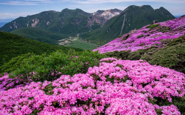Bunga Azalea di Pegunungan Kuju (PIXTA 風神).