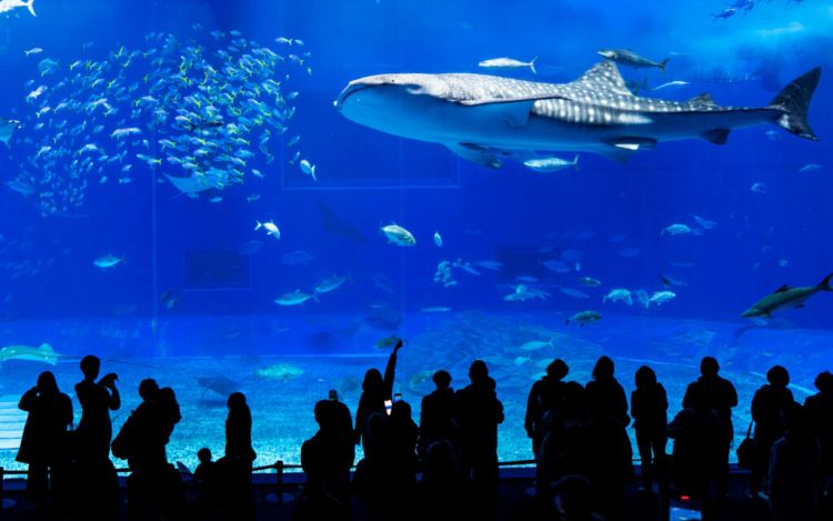 Tangki raksasa berukuran 7.500 meter kubik yang ada di Okinawa Churaumi Aquarium.