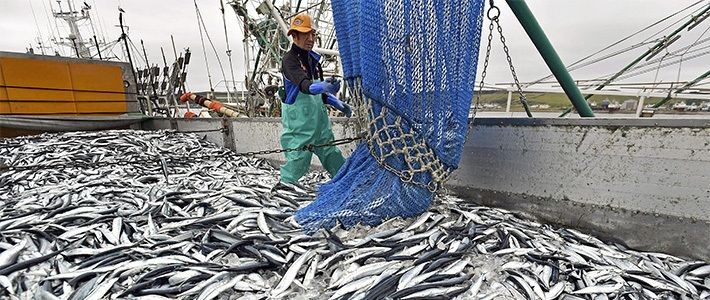 Nelayan Jepang menjaring ikan (Nippon).