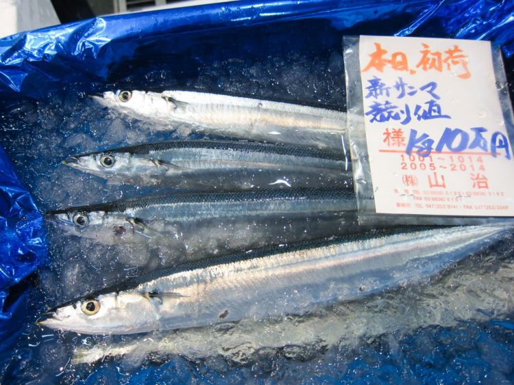 Ikan Saury jadi ikan premium di Jepang (Nippon).