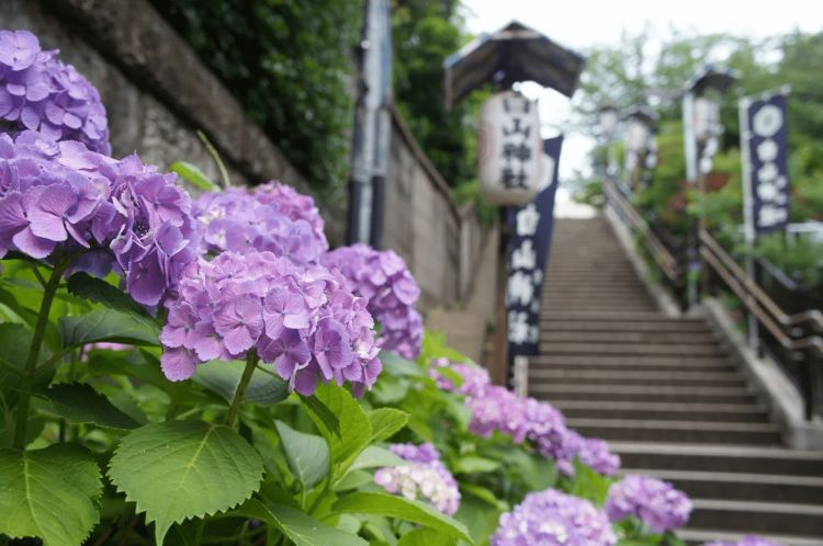 Bunga Hydrangea di Kota Bunkyo (Japan Web Magazine)