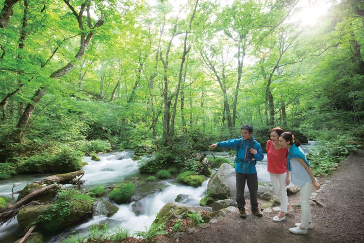 Menikmati keindahan alam Oirase Keiryu sambil mendaki (Japan National Tourism Organization).