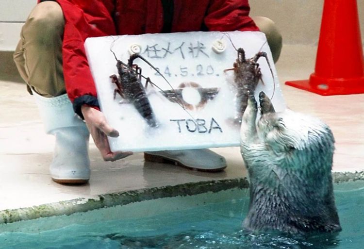 Berang-berang laut menerima kue es dengan lobster di Akuarium Toba di Toba, 
