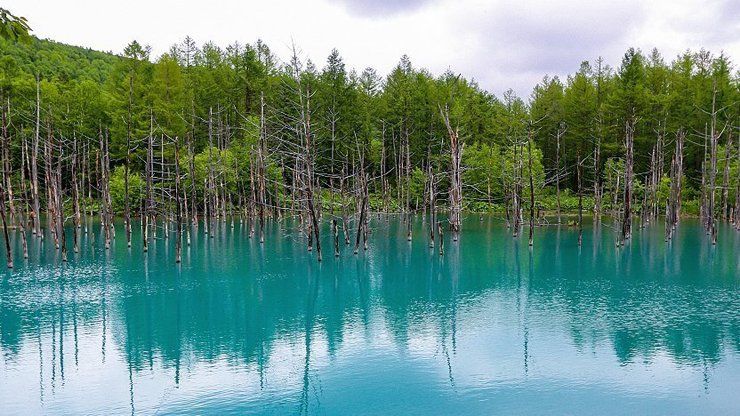 Warna biru kolam kontras dengan warna coklat dari pohon-pohon yang mati (Japan Guide)