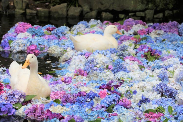 Kolam yang dipenuhi olah bunga hydrangea (Sakuragawa Tourism Association)