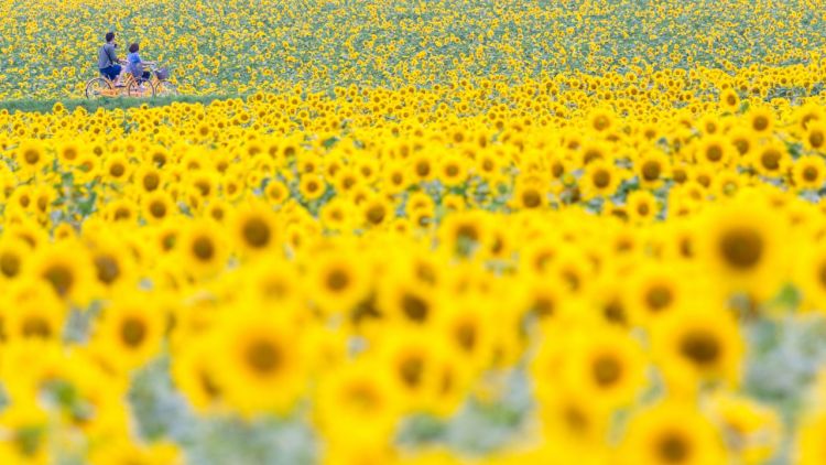 Hamparan bunga matahari di Hokuryu Sunflower Village (Visit Hokkaido)