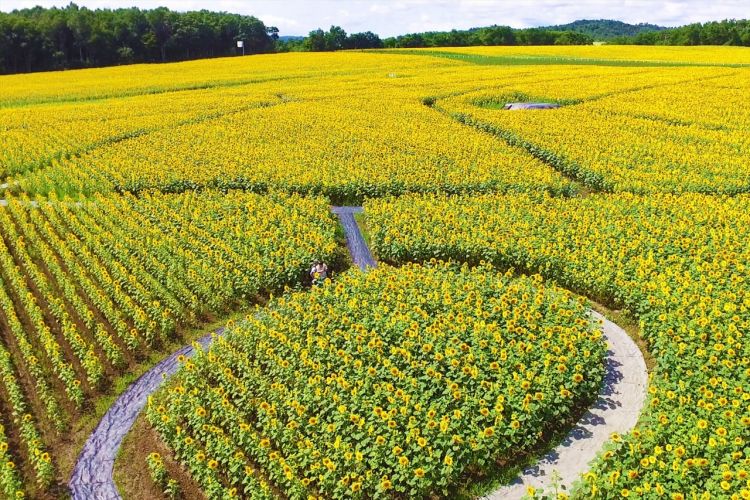  Hokuryu Sunflower Village