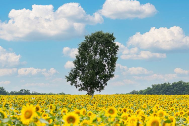 Hokuryu Sunflower Village