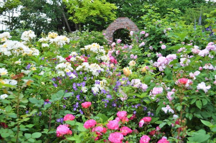 Ribuan varietas bunga mekar di Ueno Farm (Visit Hokkaido).