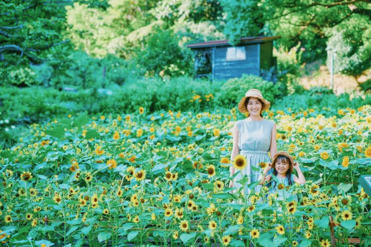 Ladang bunga matahari di Kobe Nunobiki Herb Garden (PR Times)