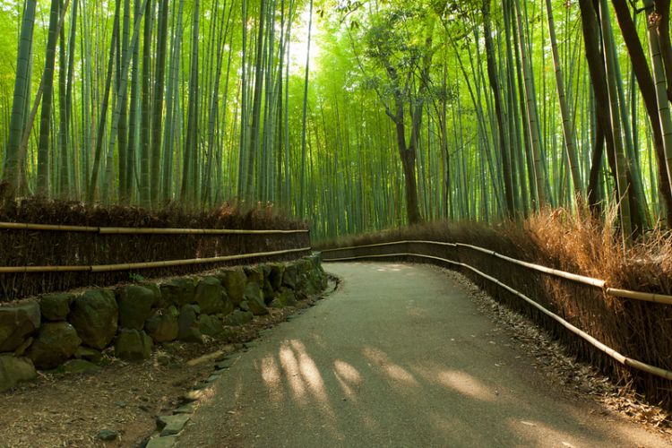 Keindahan Arashiyama Bamboo Forest (Inside Kyoto).