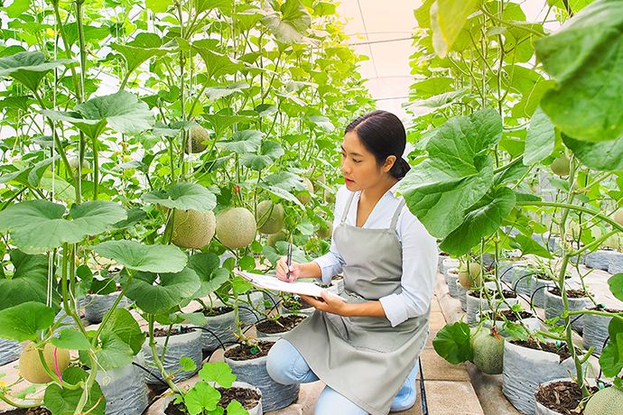 Buah melon yubari yang menyegarkan saat disantap di musim panas (web-japan.org).