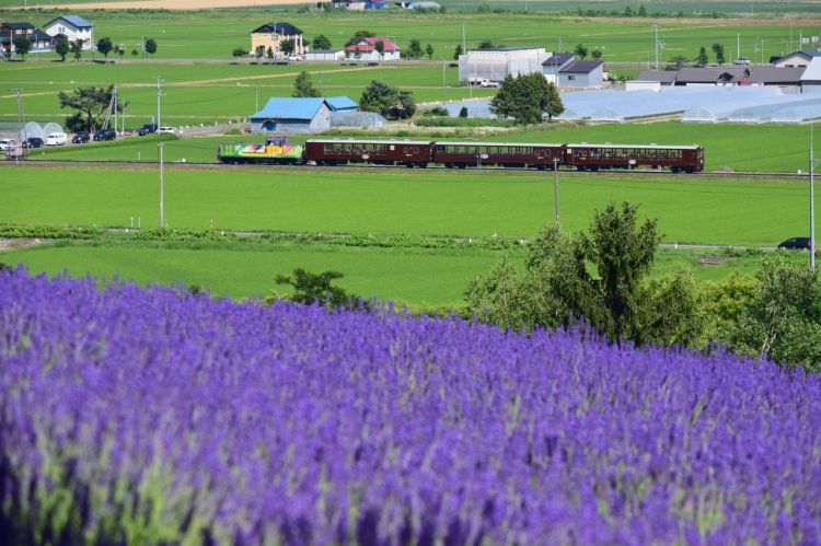 Furano Biei Norokko Train