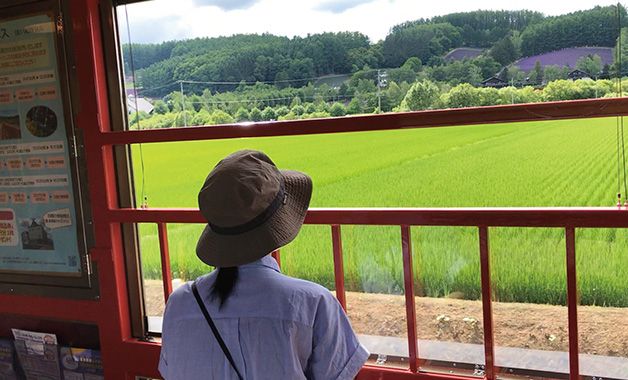 Dari jendela kereta kamu bisa menikmati pemandangan spektakuler kebun lavender yang terkenal