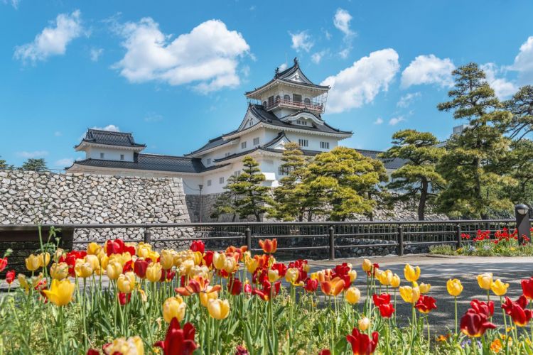 Salah satu spot pemandangan di Toyama Castle Park (Visit Toyama).