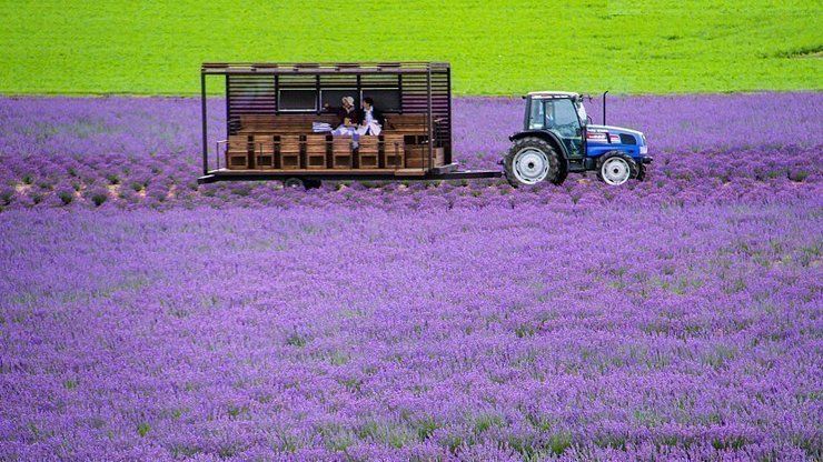 Hamparan bunga Lavender yang indah (Japan Guide).