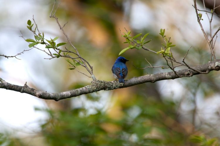 Salah satu burung di Goshikinuma (Urabadai Tourism)