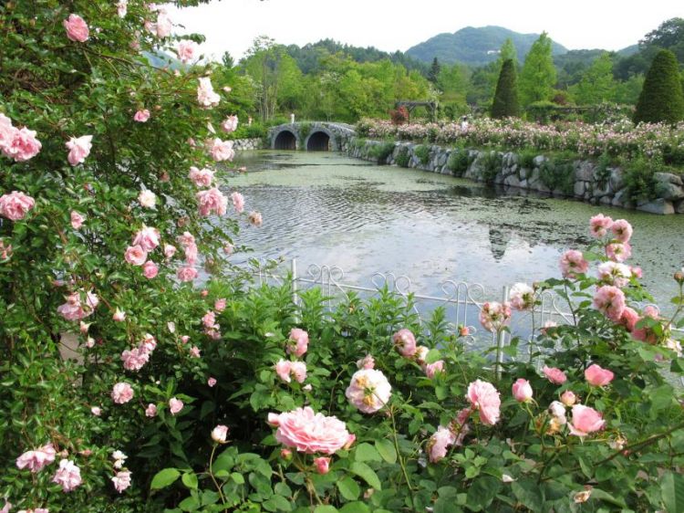 Bunga-bunga bermekaran di Taman Danau Karuizawa saat musim panas (Karuizawa Tourist Association)