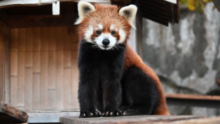 Panda merah di Kebun Binatang Nogeyama Zoological Gardens (Visit Kanagawa)