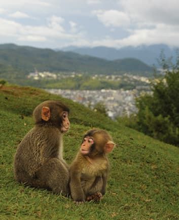 Monyet salju imut yang bisa ditemui di puncak Gunung Arashiyama (kyoto-museums.jp).