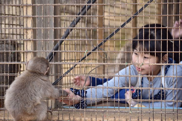 Berinteraksi dengan monyet salju alias Kera Jepang di Arashiyama Monkey Park.