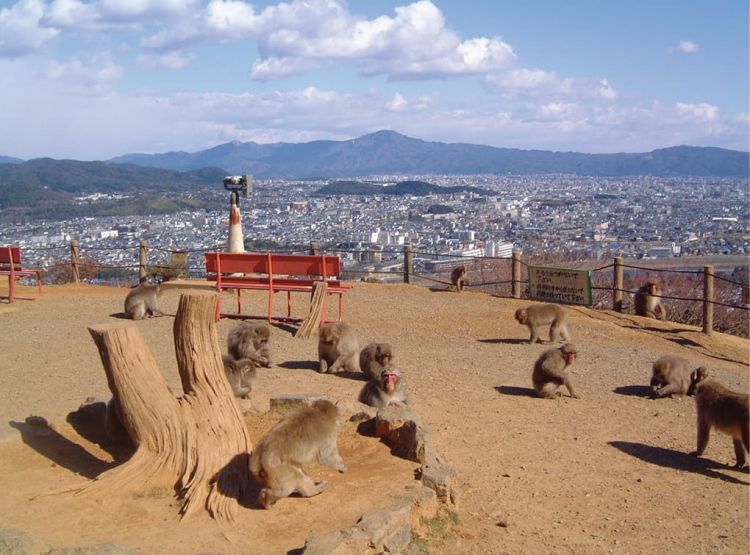 Monyet salju yang sibuk bermain di Arashiyama Monkey Park (kyoto-museums.jp).