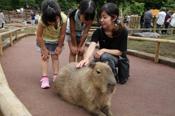 Kamu bisa berinteraksi dengan kapibara di Fureai Zone (Japan Travel by NAVITIME)